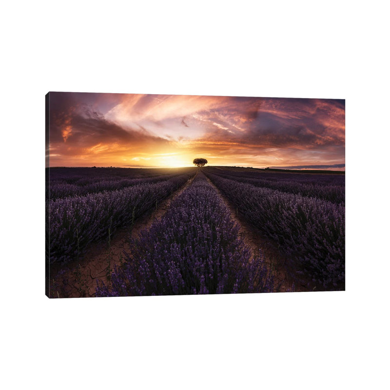 Lavender Sunset by Jorge Ruiz Dueso - Wrapped Canvas Print, 20.32cm H x 30.48cm W x 1.91cm D