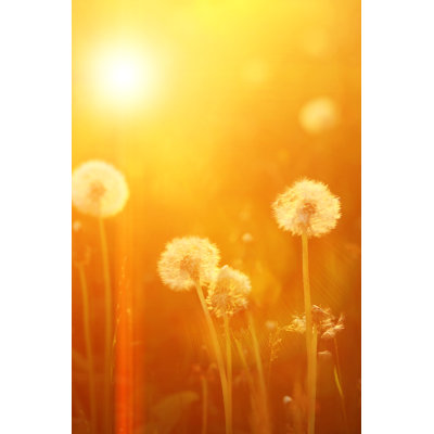 Dandelion Seeds by Snowflock - Wrapped Canvas Print