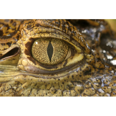 " Crocodile Eye " by Stana
