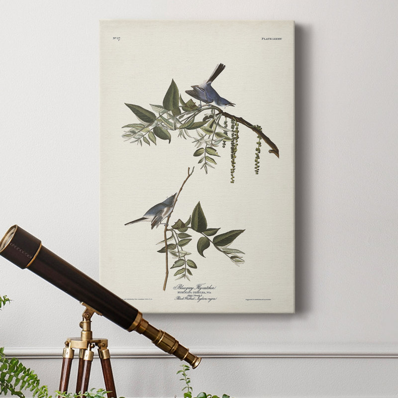 " Pl. 84 Bluegrey Flycatcher "