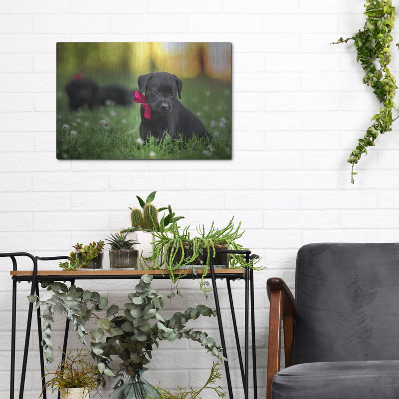 "Black Lab Pup 13" par Jonathan Ross, H 12 po x l 16 po