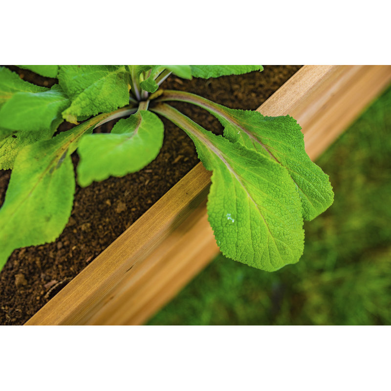 Lit de jardin surélevé en bois Mezza, H 22 po x l 48 po x P 48 po