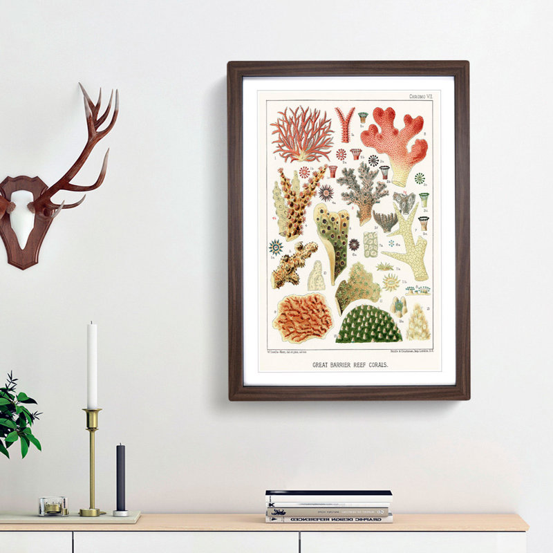 Great Barrier Reef Corals VII by W. Saville-Kent - Picture Frame Painting Print, 65cm H x 48cm W x 2cm D, Walnut Framed