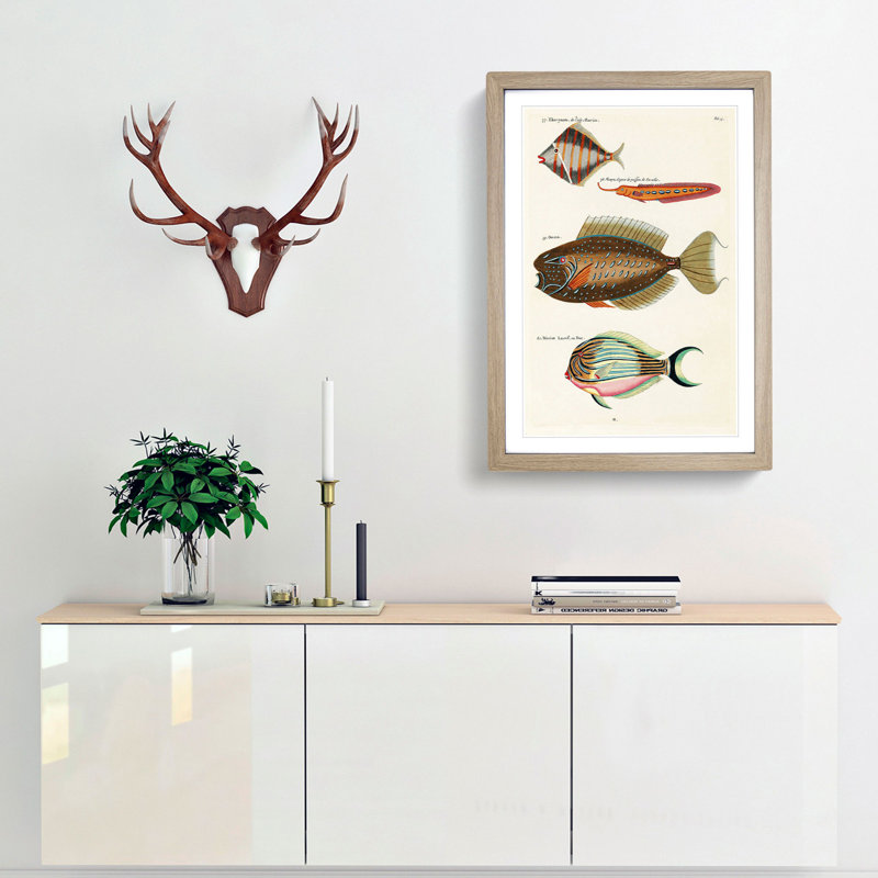 East Indies Fish Illustrations Fol. 13 by Louis Renard - Picture Frame Painting Print, 48cm H x 36cm W x 2cm D, Oak Framed