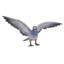 AILES DE PIGEON-1073083669