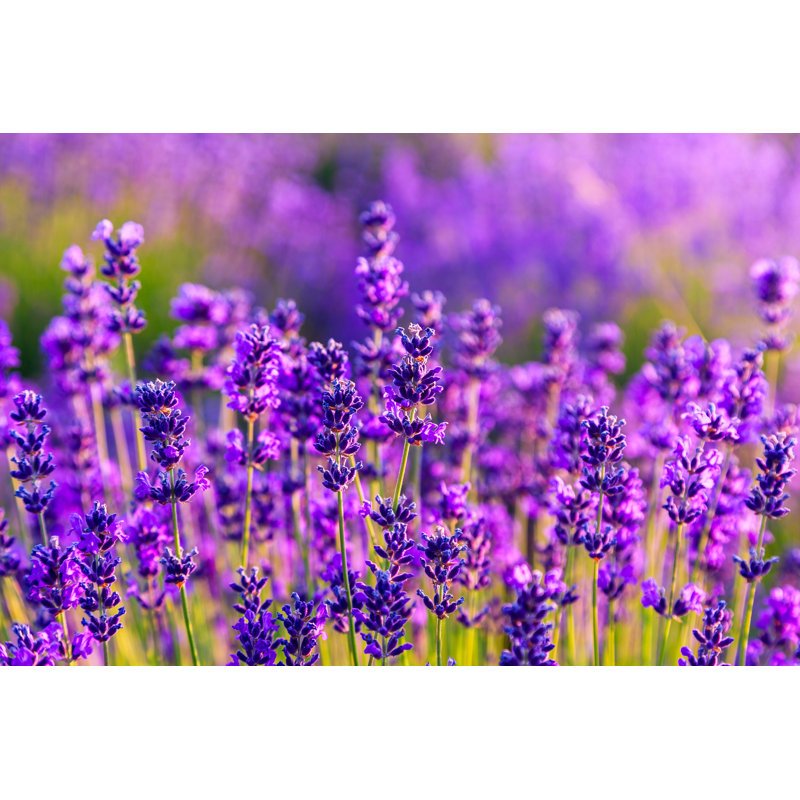 Violet Lavender Field by Remedios - Wrapped Canvas Print, 30cm H x 46cm W