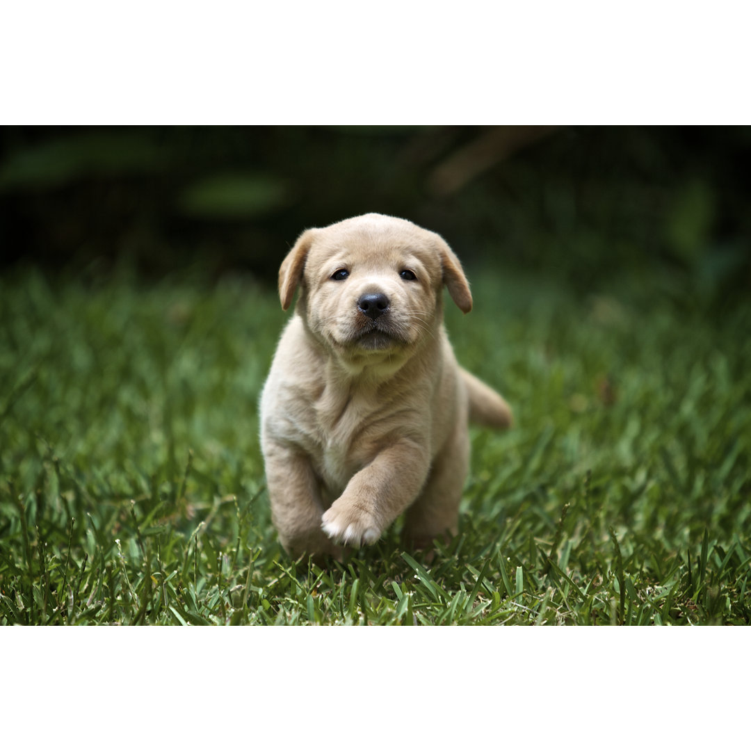 Leinwandbild Labrador Retriever Puppy Running von Haumaru