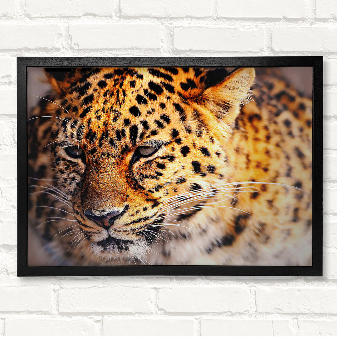 Leopard Close Up Gerahmter Druck