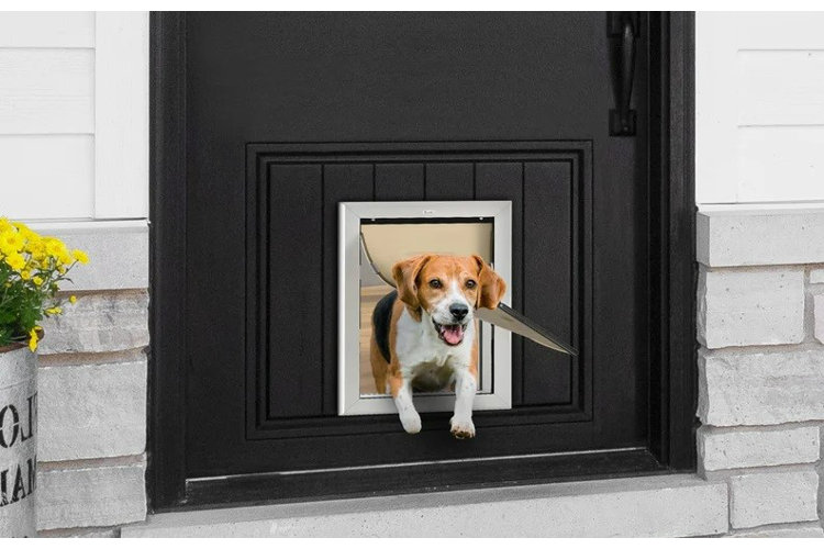 dog in dog door