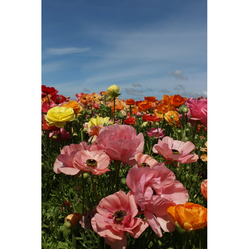 Field of poppy flowers 1 Piece Wrapped Canvas Wall Art, 30cm H x 20cm W