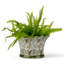 Fern Handmade Ceramic Planter