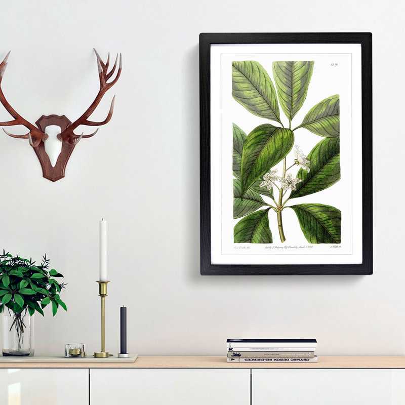 Flowering Tristania Plant - Framed Print, 65cm H x 48cm W x 2cm D, Black Framed