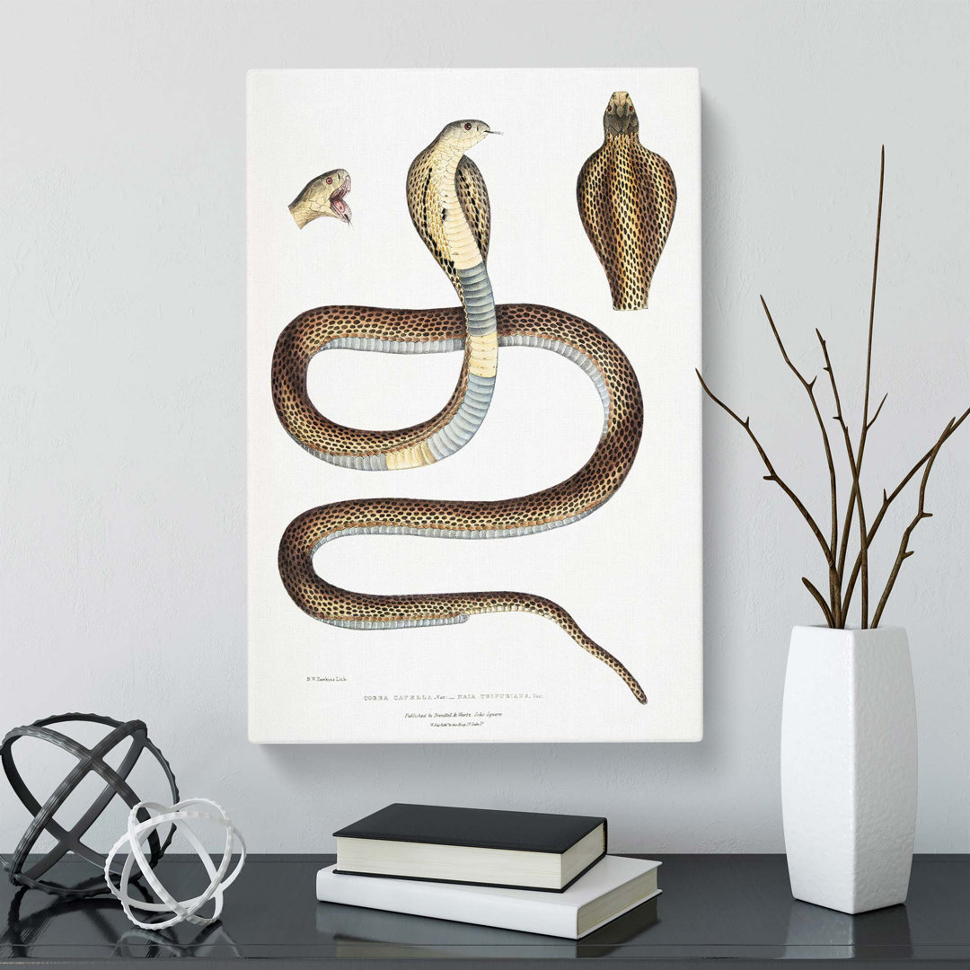 Cobra Capella Snake Illustration by John Edward Gray - Wrapped Canvas