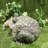 Toad Hollow Classic "Earl" Garden Statue-1864031924