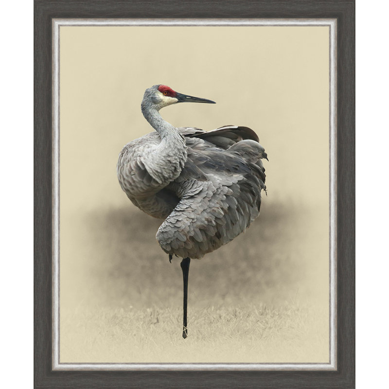 " Sandhill Crane "