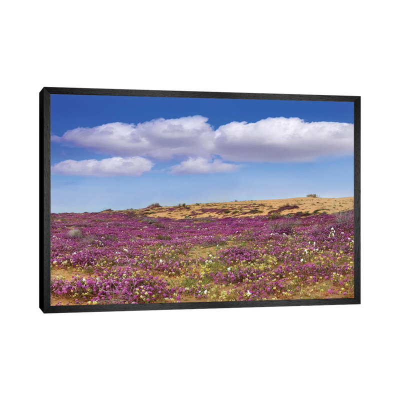 Sand Verbena Carpeting The Ground, Imperial Sand Dunes, California 1 Piece Wall Art on Canvas, 101.6 cm H x 66.04 cm W