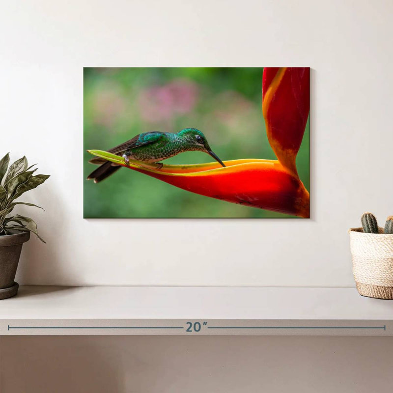 Brillant colibri à couronne verte Brampt, H 8 po x l 12 po