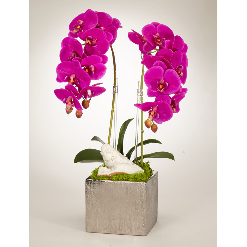 Orchids Arrangement in Planter, Fuschia