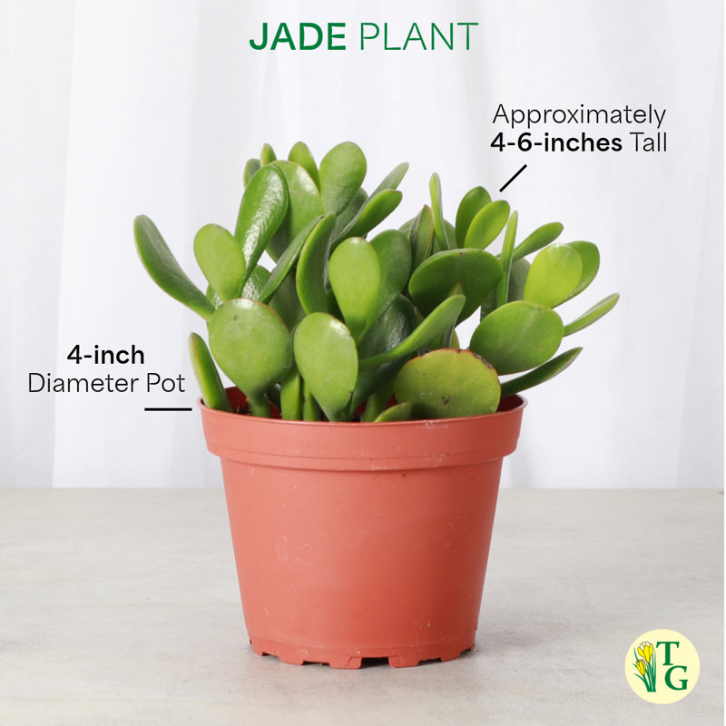 Live Jade Plant