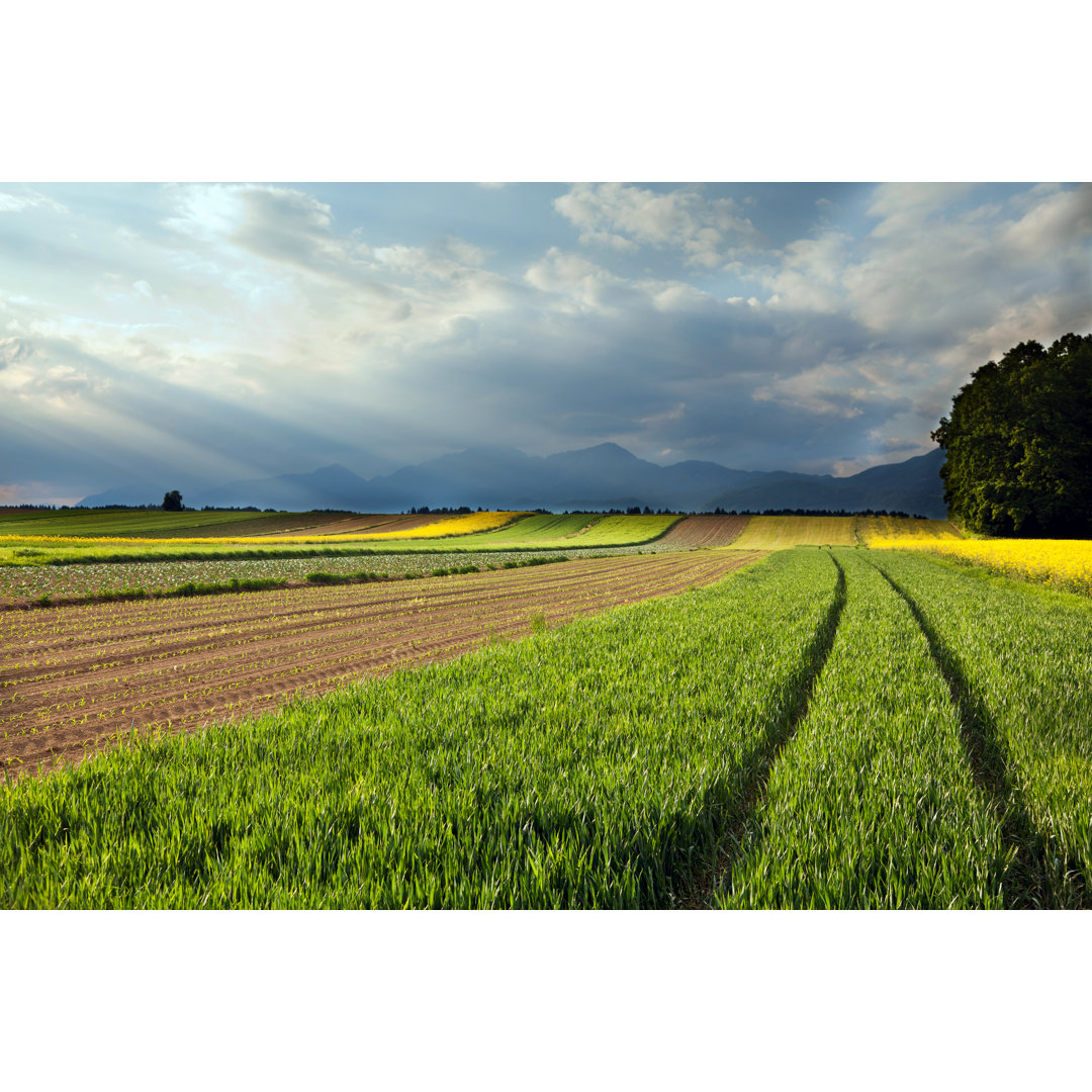 Green Wheat von Alle12 - Kunstdrucke auf Leinwand