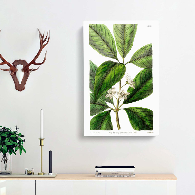 Flowering Tristania Plant - Wrapped Canvas Painting, 50cm H x 35cm W x 3cm D
