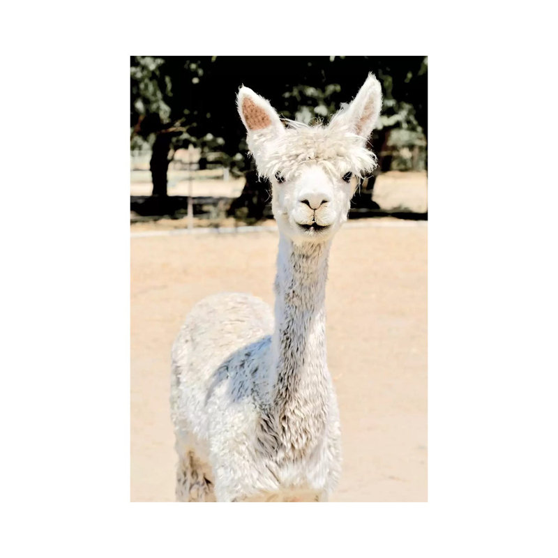 Extra White Alpaca by Susan Vizvary - No Frame Gallery-Wrapped Canvas Giclée on Canvas