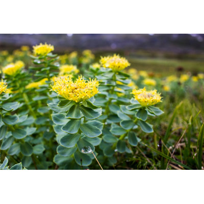 Ademide " Rhodiola Rosea "