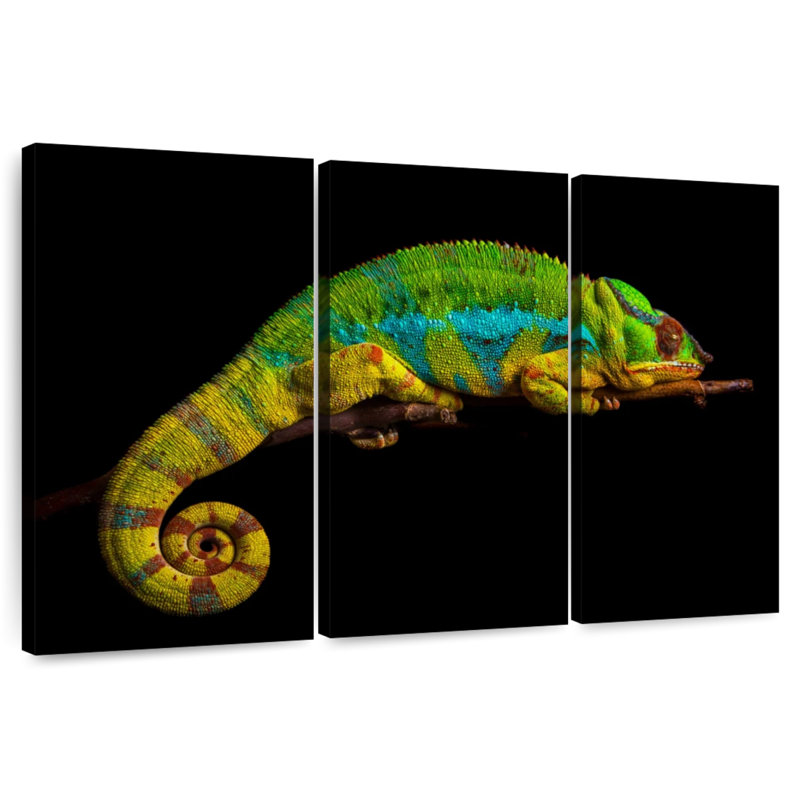 Sleeping Panther Chameleon