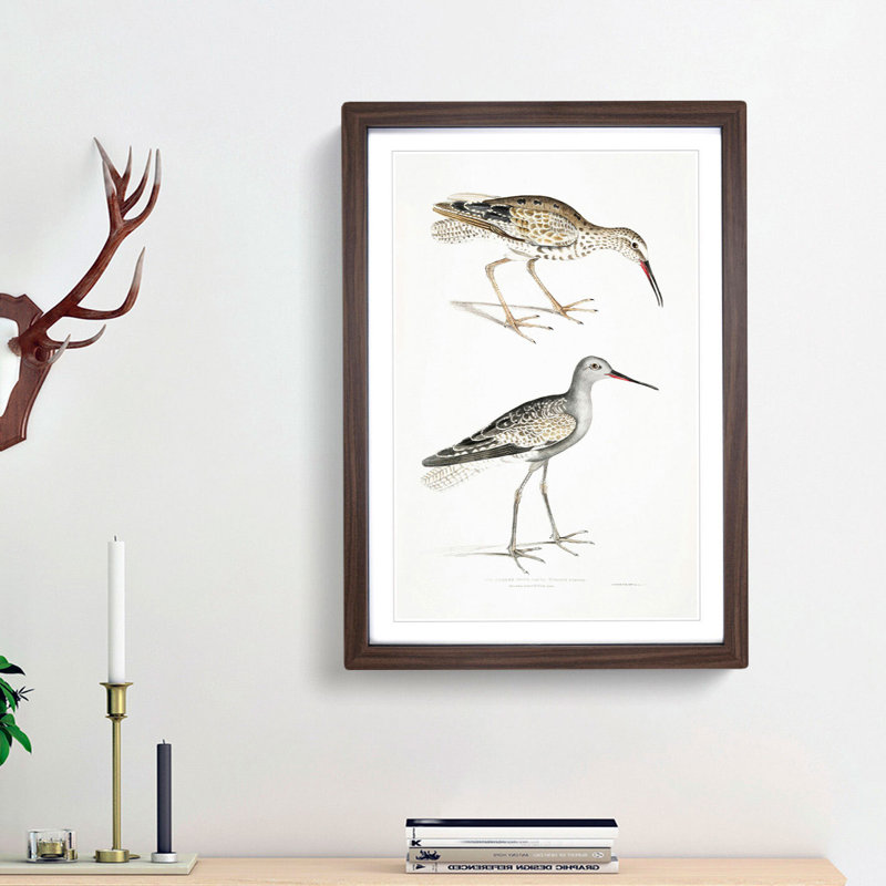 Snipe Bird Illustrations by John Edward Gray - Picture Frame Painting Print, 48cm H x 36cm W x 2cm D, Walnut Framed
