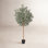 Ashwell Olive Plant in Pot