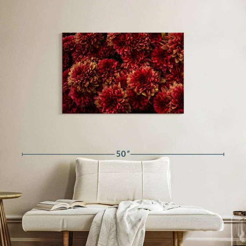 Dahlias Harnek rouge foncé, H 24 po x l 36 po