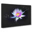 Violet Water Lily - Wrapped Canvas Painting Print-56641517