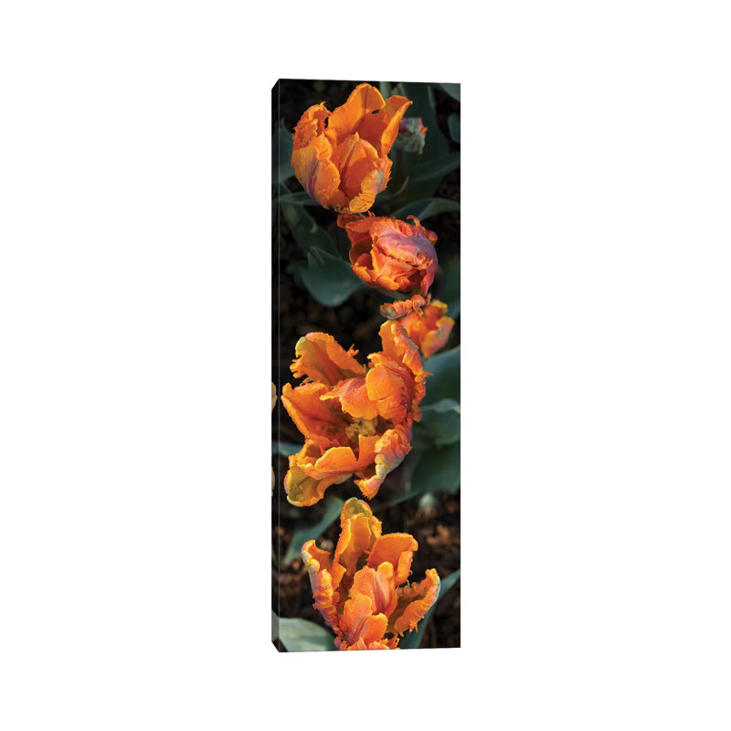 Close-up of Parrot Tulip Flowers 1 Piece Wrapped Canvas Panoramic Wall Art, 30.48 cm H x 91.44 cm W x 1.91 cm D