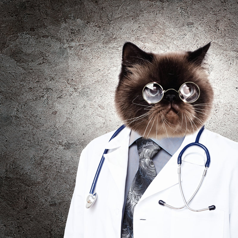 Funny Fluffy Cat by Sergeynivens - Wrapped Canvas Print, 51cm H x 51cm W