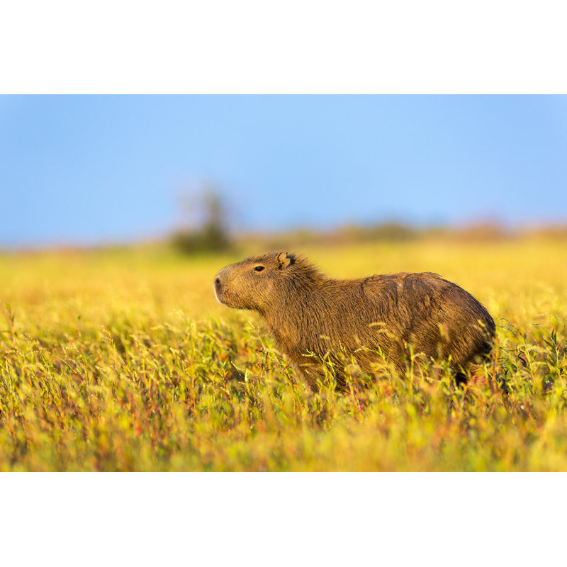 Capybara in Field - Photographie sur toile tendue, H 8 po x l 12 po
