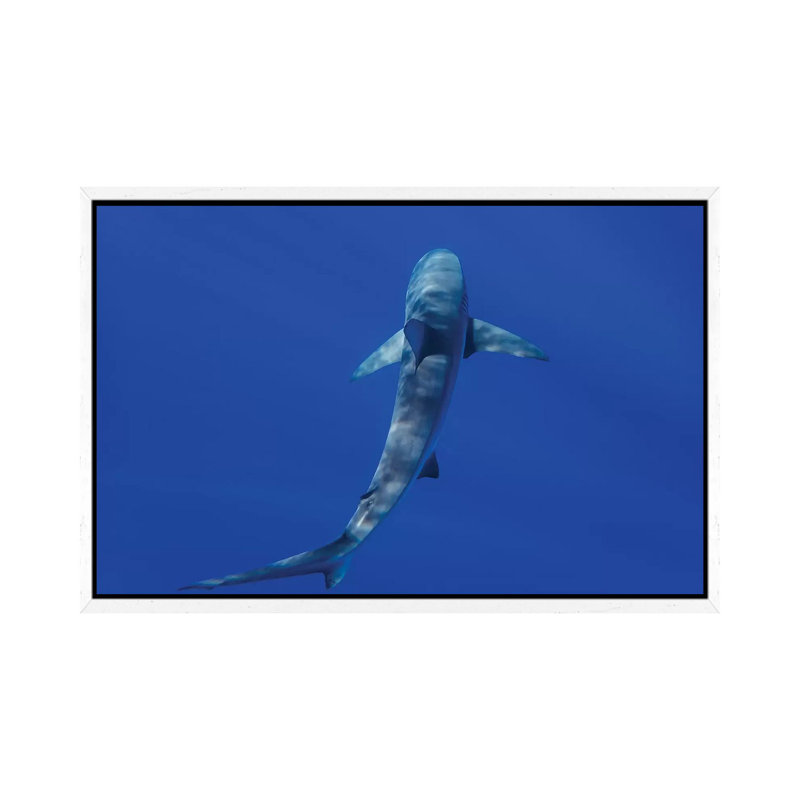 Hawaiian Shark II by Bethany Young - Print on Canvas, White Framed, 45.72cm H x 66.04cm W x 3.81cm D