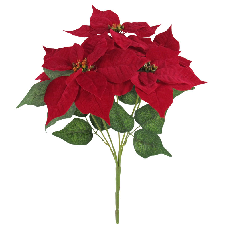 Tige de poinsettia classique