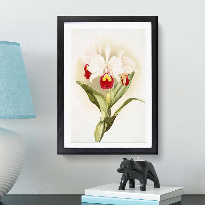 Magnolia Flowers Illustration Tab. 46 by Frederick Sander - Picture Frame Painting Print, Black, 91cm H x 60cm W x 2cm D