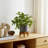 Ceramic Planter with Bamboo Stand - Modern Plant Pot with Elevated Base for Indoor Use-2046762069-2046762068-2132121804