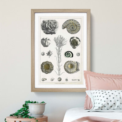 Collection of Fossils III by Oliver Goldsmith - Picture Frame Painting