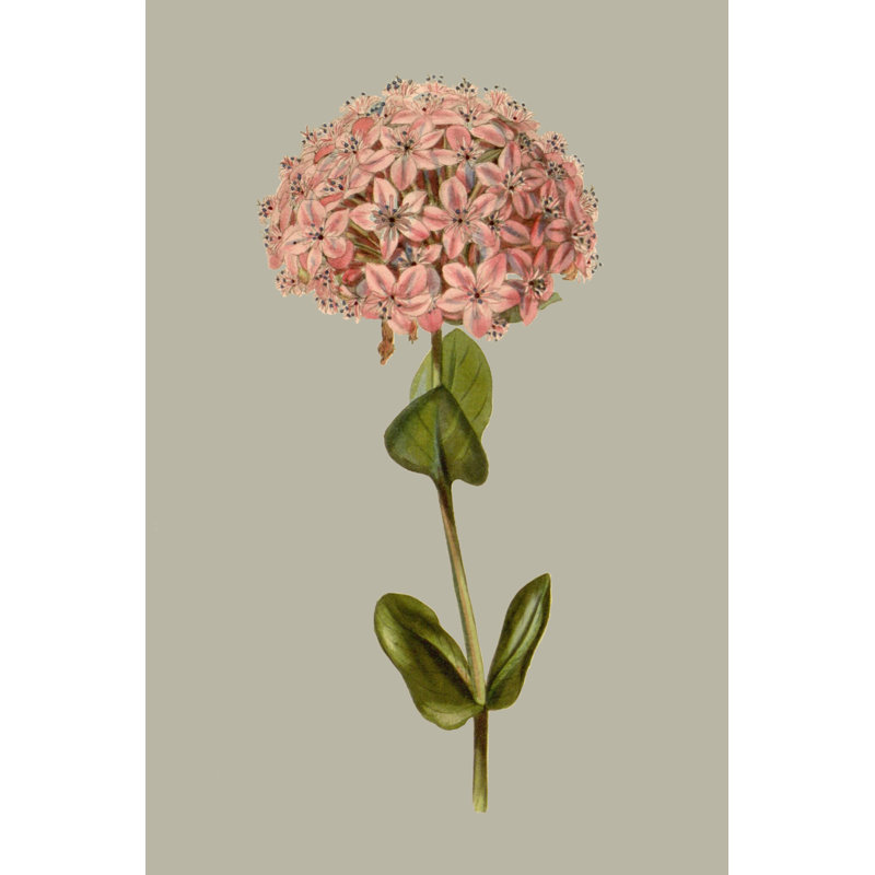 Tableau botanique 8, H 12 po x l 8 po