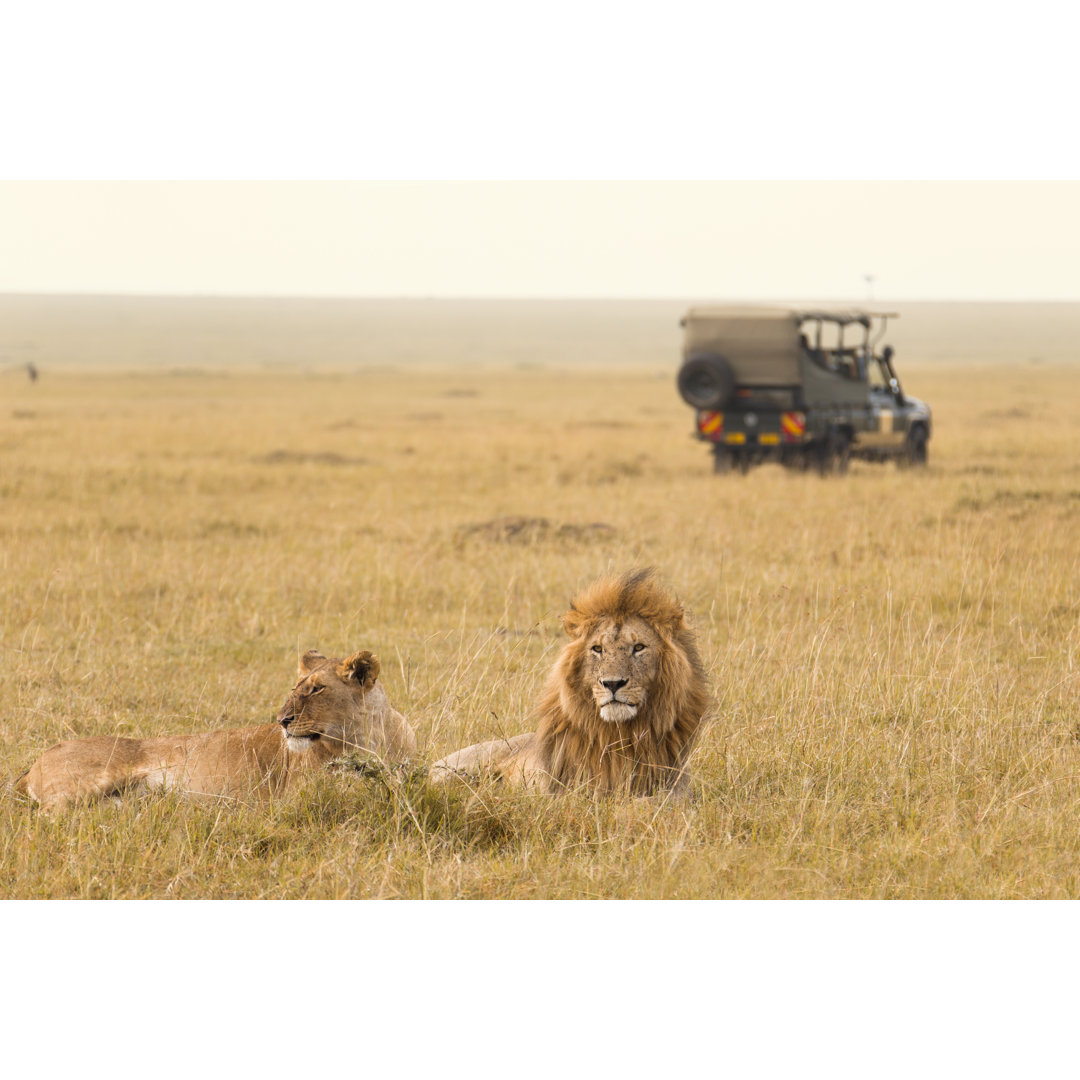 Leinwandbild Afrikanisches Löwenpaar und Safari-Jeep