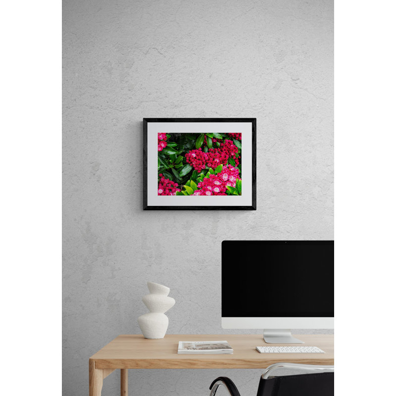 Mountain Laurel_Maine Print by Tom Kostes, 17.25" H x 21.25" W x 0.875" D