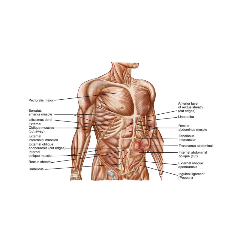 Anatomy of Humain Abdominal Muscles par Stocktrek Images - impression sur toile tendue, H 8 po x l 12 po x P 0,75 po