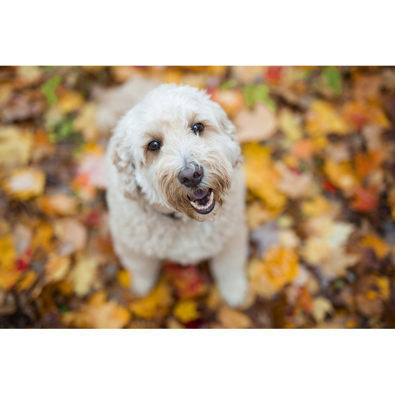Happy Goldendoodle Dog Outside In Autumn Season by LSOphoto - Wrapped Canvas Print, 30cm H x 46cm W x 3.8cm D