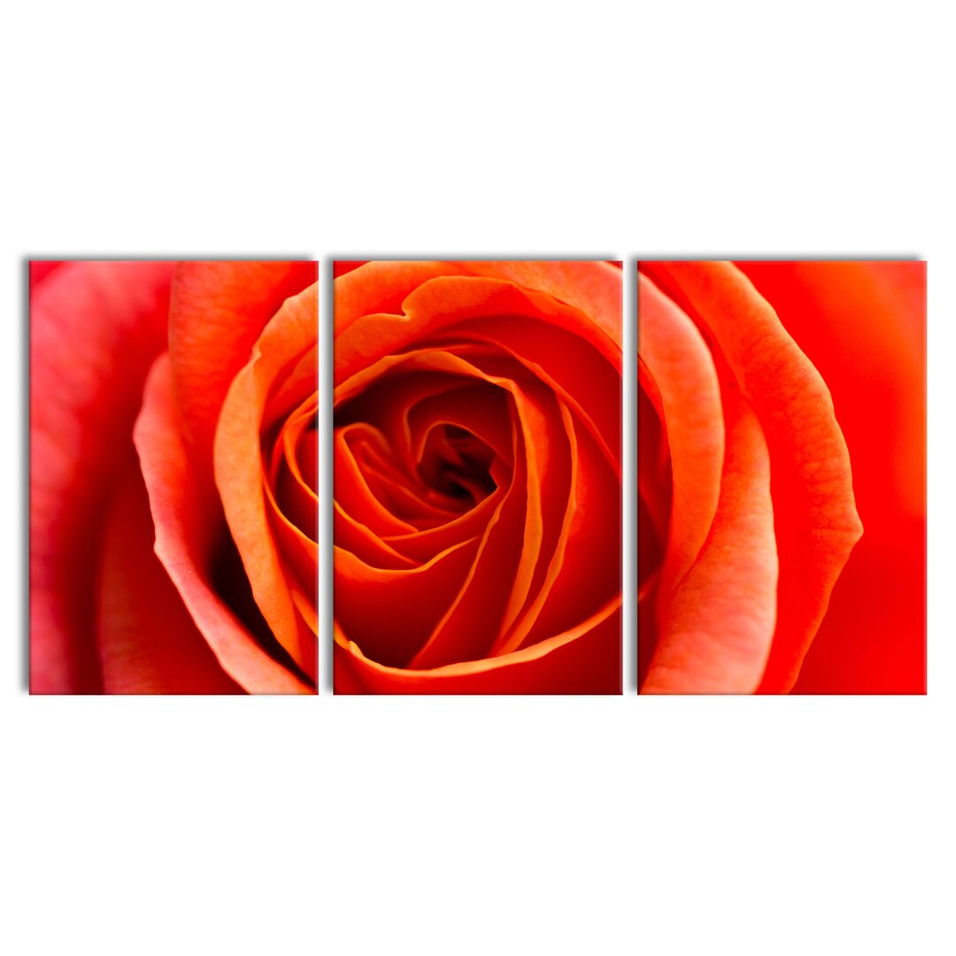 3-tlg. Leinwandbilder-Set Detailed Red Rose Flower