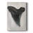 Watercolor Sharks Tooth I -Custom Wrapped Gallery Cavas-1106949717