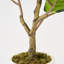 Figuier artificiel 3 pi 3 pi (ensemble de 2) en pot décoratif blanc, plante verte-130010805