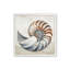 «Cape Cod Shell» par Nicole DeCamp, reproduction d'art-672286205-672286198-672286197