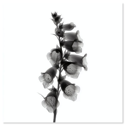 Ossified Petals II Print by Oliver Gal